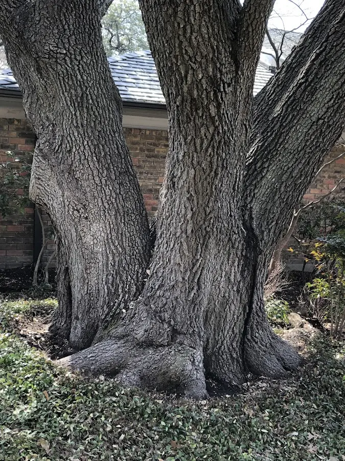 Mature heritage tree close to a Lagrange property cared for by certified arborists
